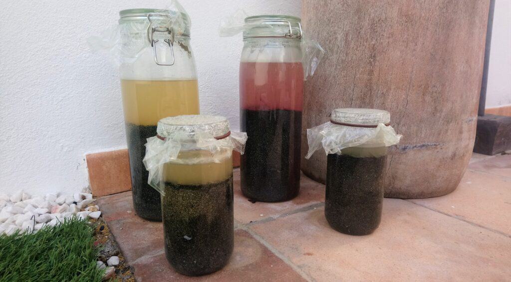 Winogradsky columns grown from seawater on Gran Canaria.