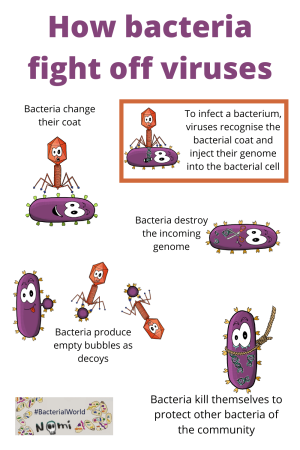 How bacteria fight off viruses_Pin