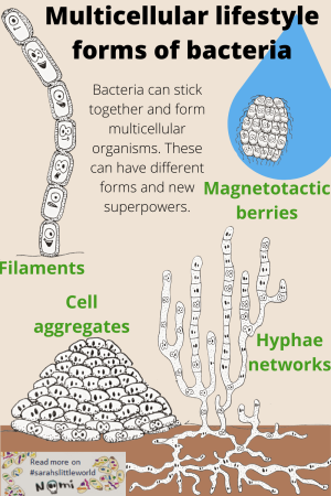 Multicellular bacterial organisms